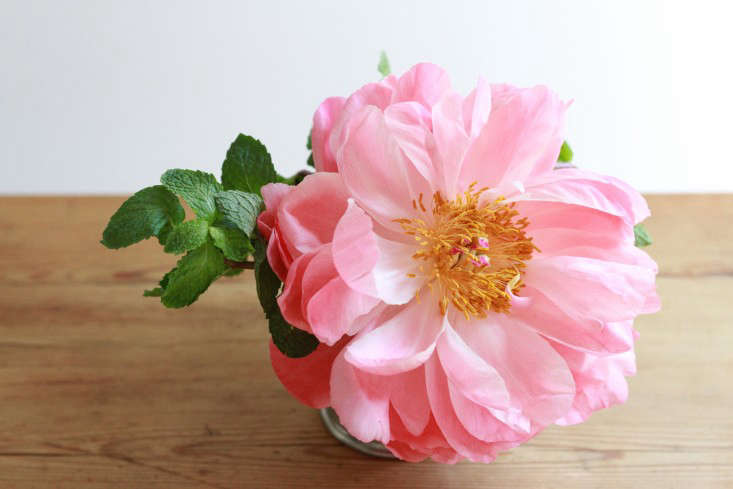 Unfurled, the coral charm peony can reach diameters of 6 inches. At that size, just one peony can light up a room. Photograph by Erin Boyle, from Derby Day Recipe: Take One Julep Cup, Add Mint And P A Peony.